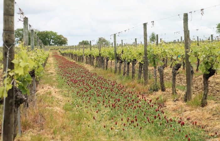 Visit and Tasting at domaine de Magnaut €1.00