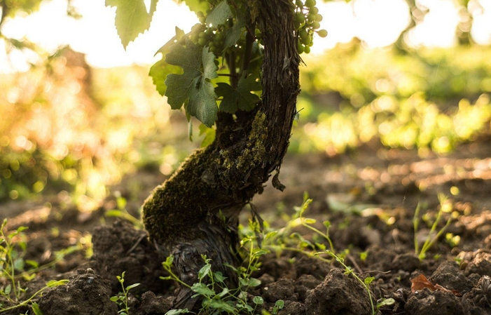 Visit and Tasting at Vilmart House €1.00