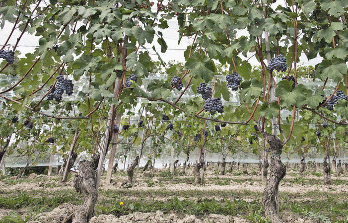 Visit and Tasting at Domaine Roberto Voerzio €1.00