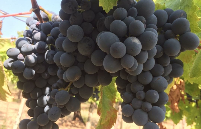 Visiete and tastings at Podere Della Torre Vini €1.00