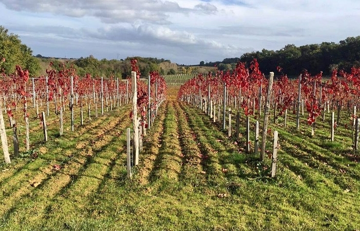 Visit and Tasting at the Château de Viens €1.00