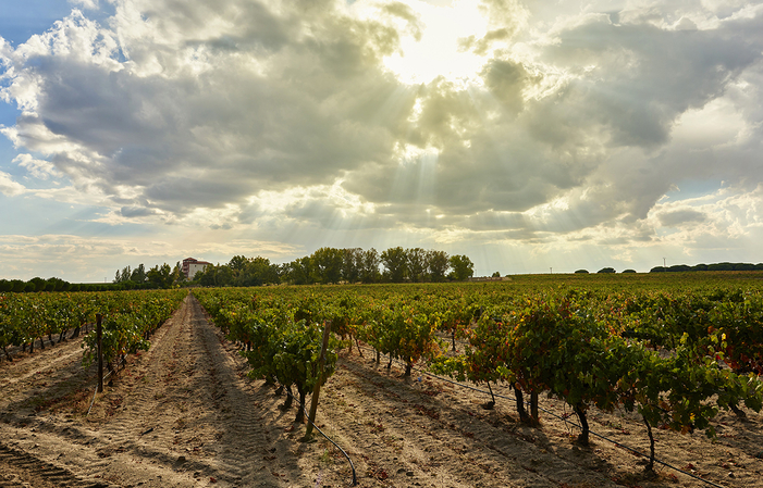 Discovery and Tasting Visit to La Mejorada €16.00