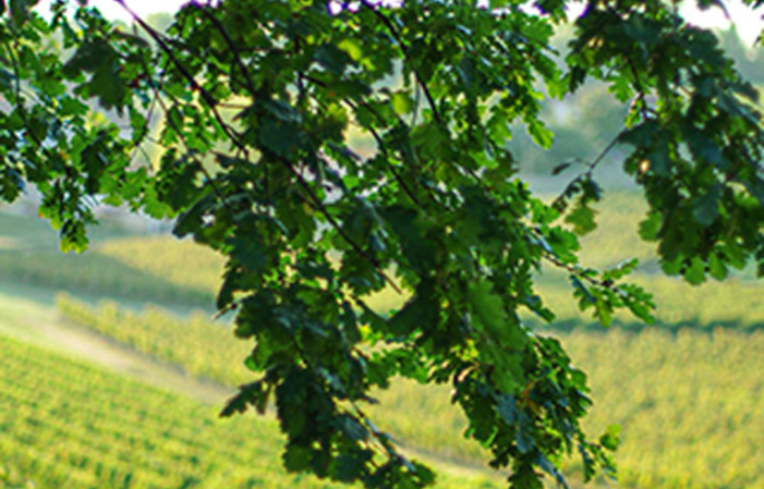 Visit and Tasting at Château Castel La Rose €1.00
