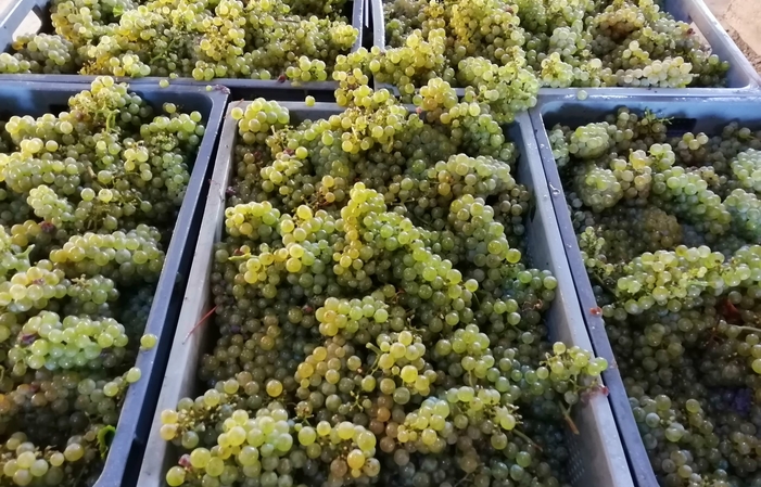 Visit and tasting at the Château de la Greffière €15.00