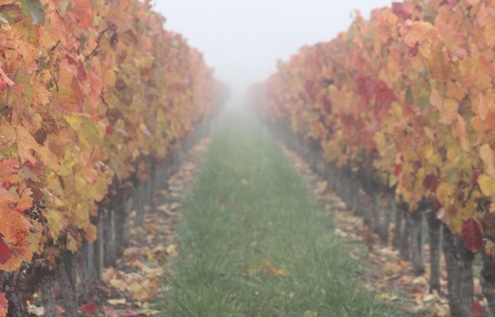 Visit and tasting at Château Genibon Blanchereau €1.00