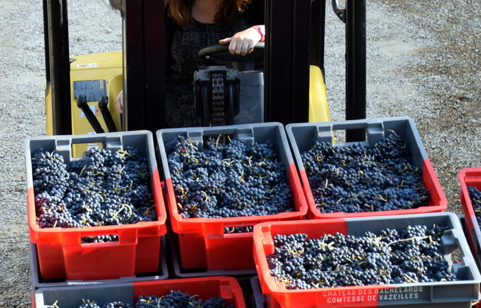 Picnic in the Vineyards at the Château des Bachelards €30.00