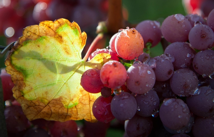 Guided Tour and Tasting (money) €20.00