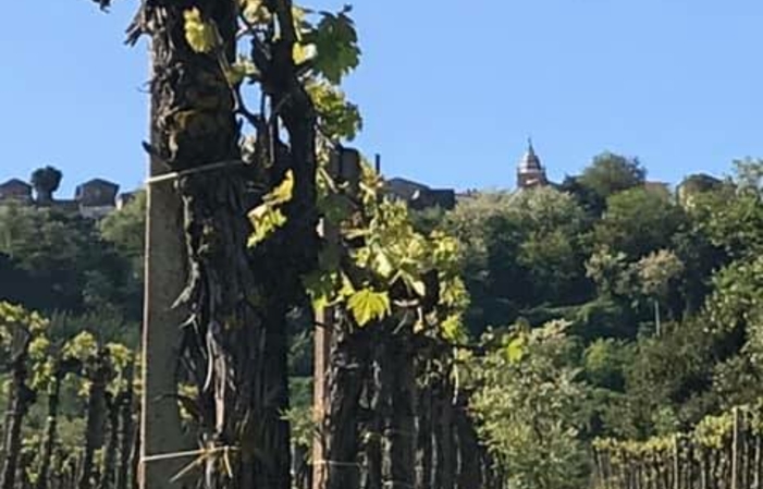 Visit and tastings at Valle Martello €1.00