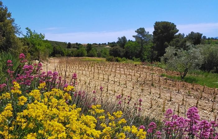 Visit and tastings Domaine de la Begude €1.00