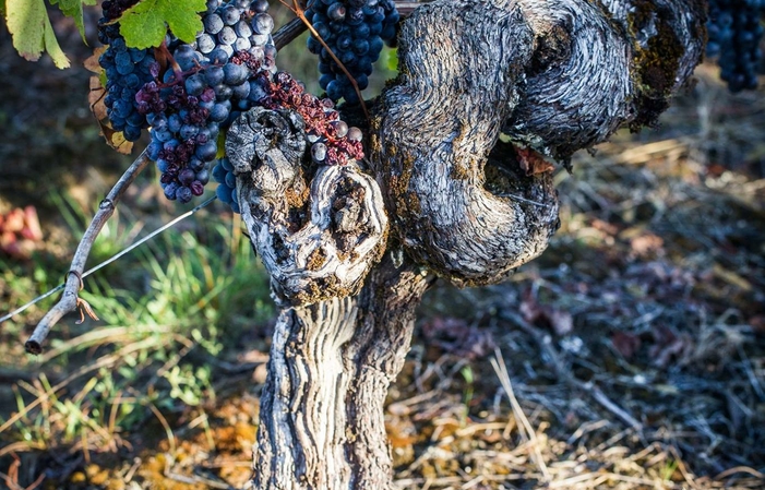 Visit and tastings of the saby vineyard €5.00