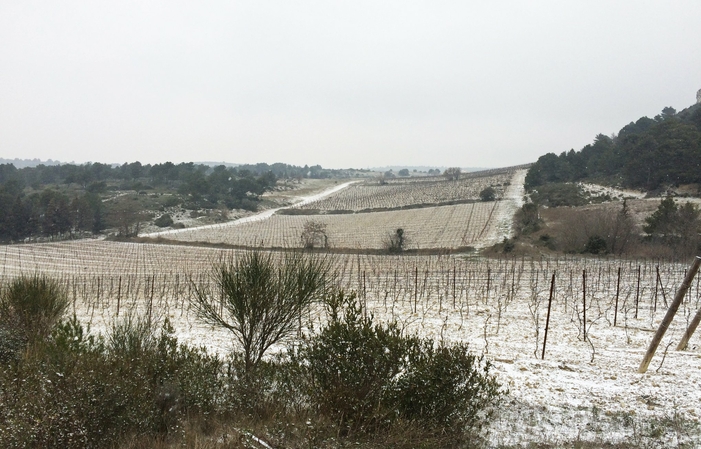 Visit of the Domaine Sauveroy - Loire Wines €10.00