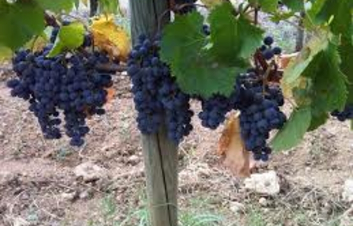 Visit and tastings of the castle Fonroque €15.00