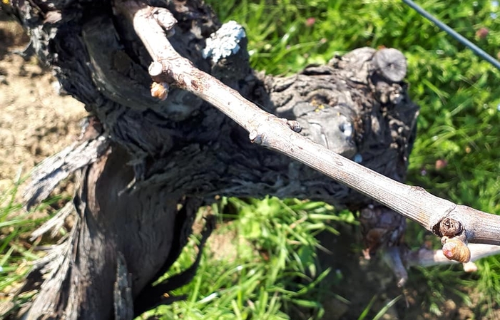 Visit and tastings of the DOMAINE DE LA NOBLAIE €1.00
