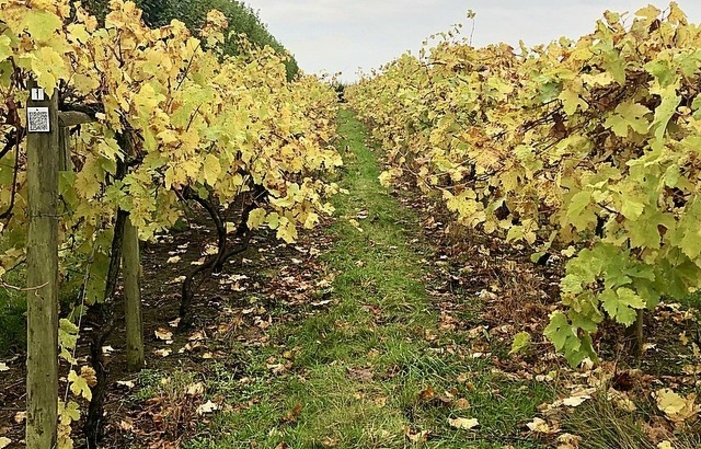 Visit and tasting - Giffords Hall €40.00