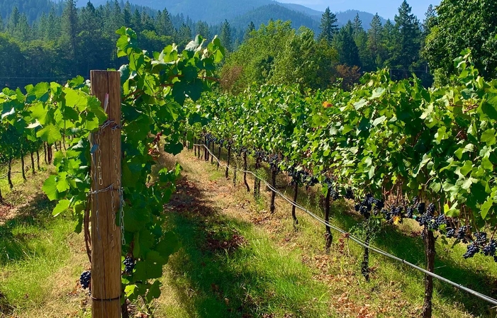 Visit and tastings of the Domaine Methode Sauvage €1.00