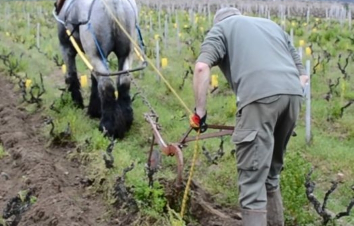 Visit and tastings at Domaine Merlin €1.00