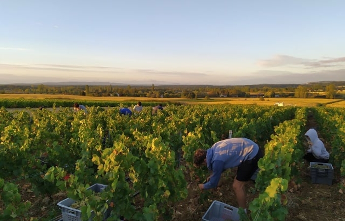 Visit and Tasting at Domaine de la Luolle €5.00