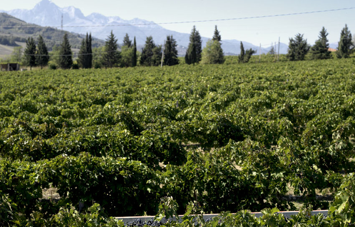 Visit and tastings at Tenuta Cerulli Spinozzi €1.00