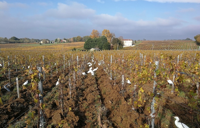Visit and Tasting at Château Gros Moulin €1.00