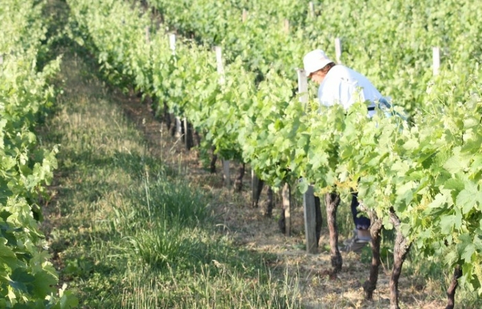 Visit and tasting at Château Genibon Blanchereau €1.00