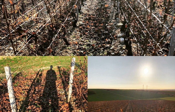 ANGST Vineyard: Description of the Yonne terroir and Tasting €5.00