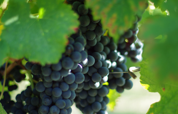 Visit and Tasting at Château Castel La Rose €1.00