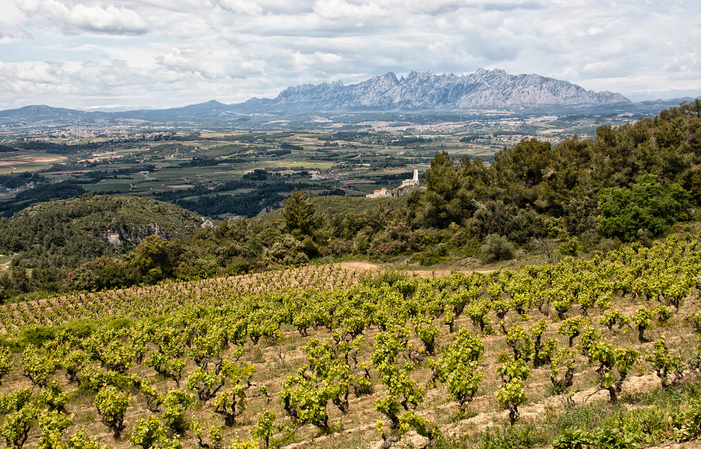 Visit and tasting with local picnic at Llopart winery (Barcelona Wine Area) : Leopardi Tour €39.00