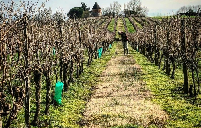 Visit and tastings of Domaine laballe €1.00