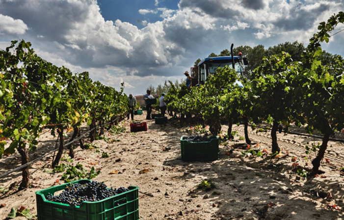 Improved Visit and Tasting in La Mejorada €30.00