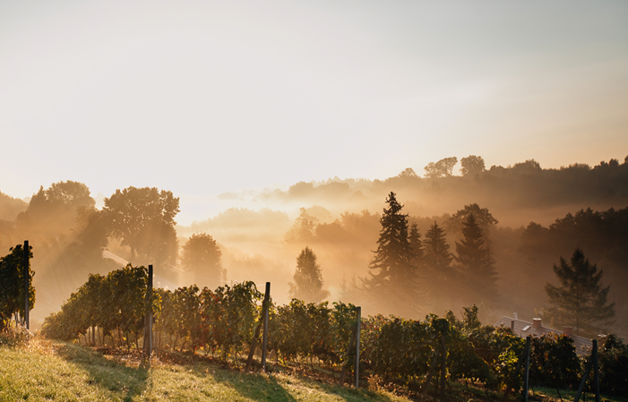 Visit the vineyard and winery - Winnica Sandomierska €3.00