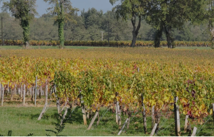 Visit and Tasting at Château Les Tours Seguy €1.00
