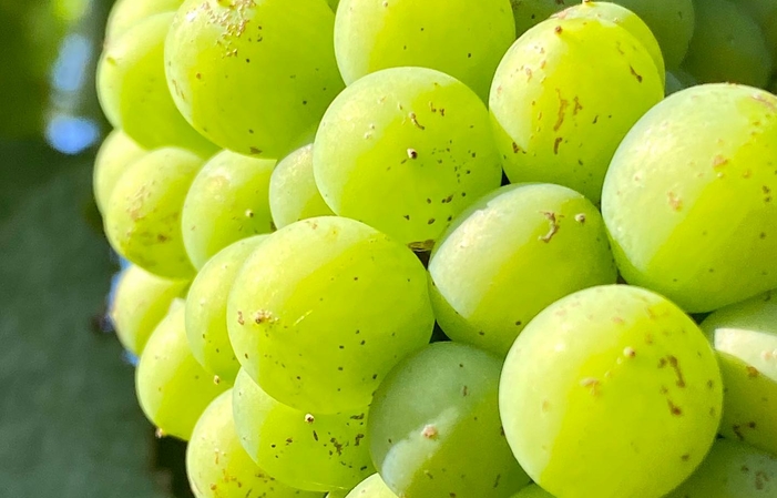 Visit of the Domaine Sauveroy - Loire Wines €10.00
