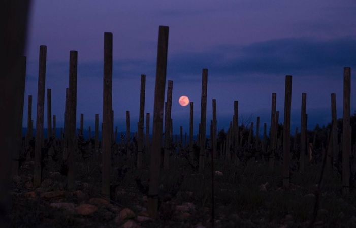 Visit and tastings Domaine de la Begude €1.00