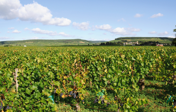 PRIVATE TOUR Côte de Beaune, Côte de Nuits, Hautes ¥46,381