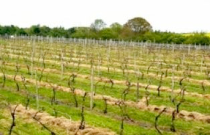 Visit and Tasting - Oatley Vineyard €1.00