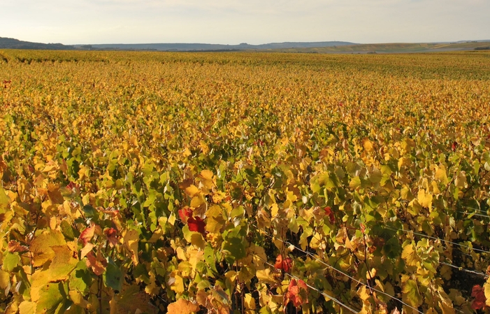 "Let's walk in the vineyards" this summer! €15.00