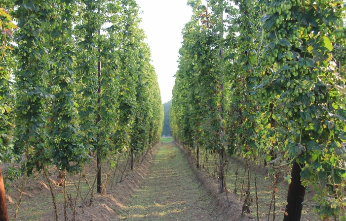 Visit and tastings of the Dubuisson brewery €1.00