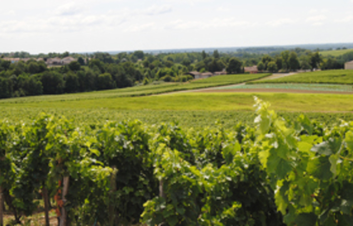 Visit and Tasting at Château Haut Mortefont €1.00