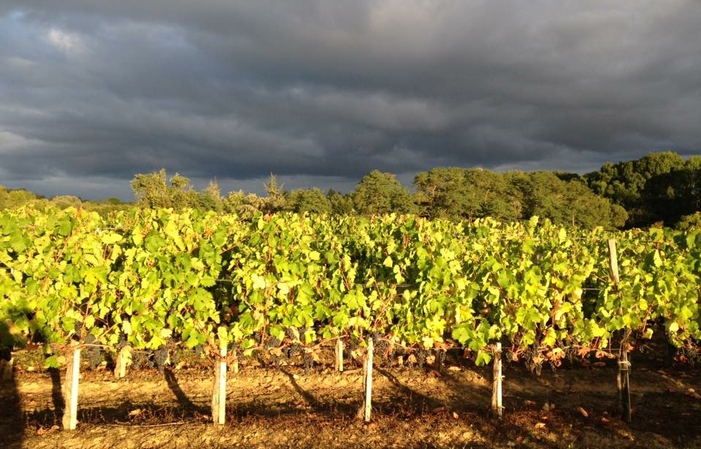 Visit and Tasting at Château Martinat €1.00