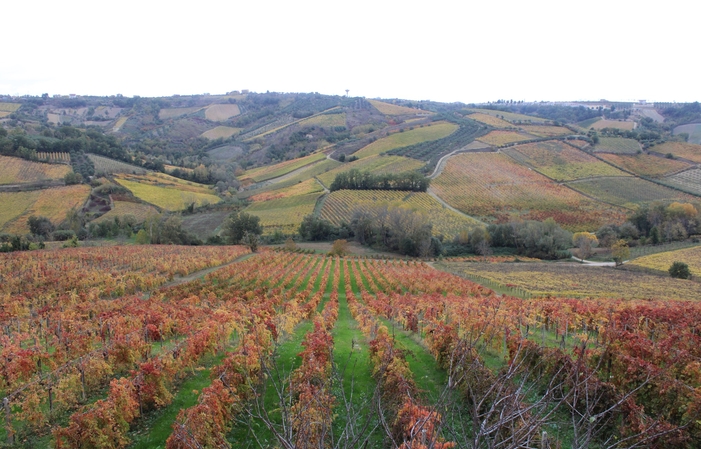 Visit and tastings at Valle Martello €1.00