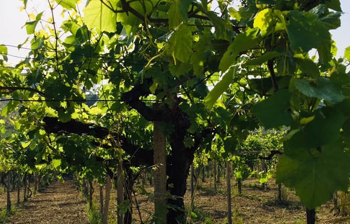 Visiete and tastings at Podere Della Torre Vini €1.00