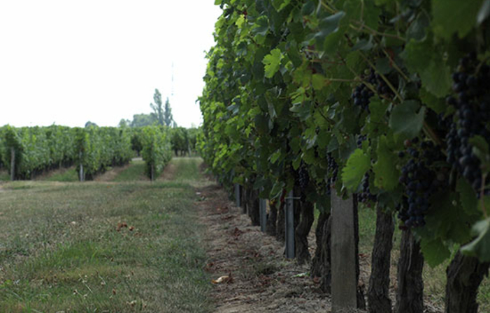 Visit and Tasting at Château Haut-Macô €1.00
