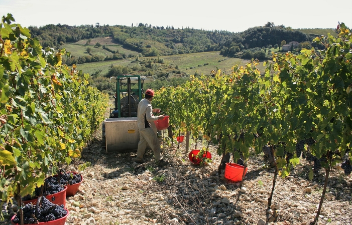Visit Fattoria della Aiola: Wine tasting on a walk €15.00