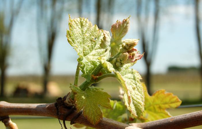 Visit and Tasting at Les Dames de La Renardière €1.00