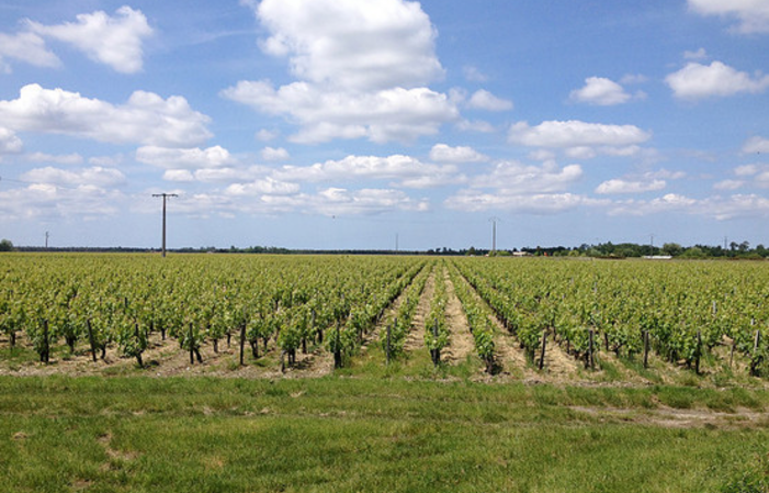 Visit and Tasting at Château Lacour Jacquet €1.00