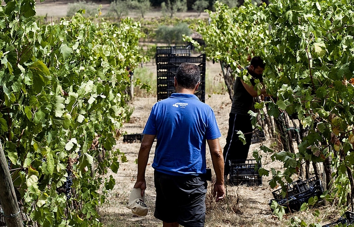 Food and wine journey in Pietro Beconcini €5.00