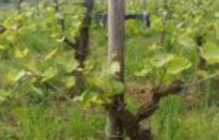 Visit and tastings of Domaine Cmin Larredya €1.00