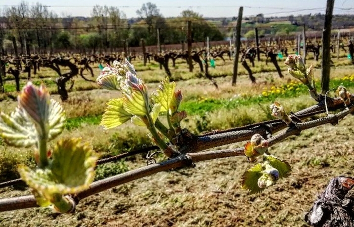 Visit and tastings of Domaine laballe €1.00