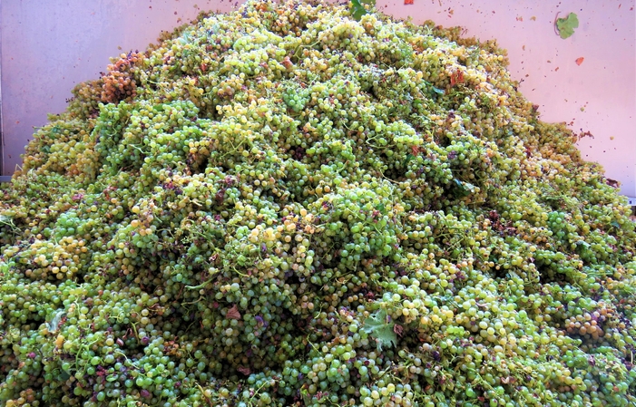 Visit and tastes at the Eredi Legonziano €1.00