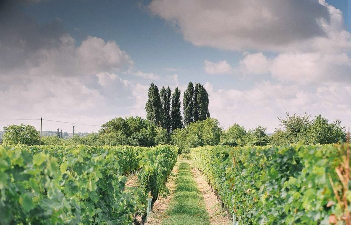 A horse-drawn carriage ride in the vineyards from the Domaine de Noiré €40.00